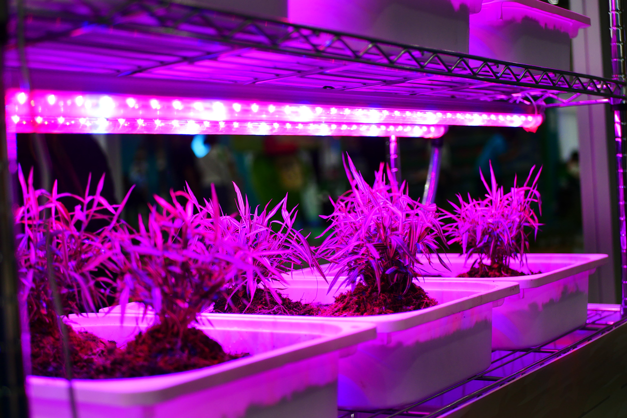 artificial lights help in plant growth