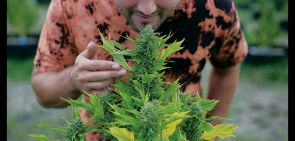 Get The Best Deals for Medical Marijuana Right to Your Doorstep