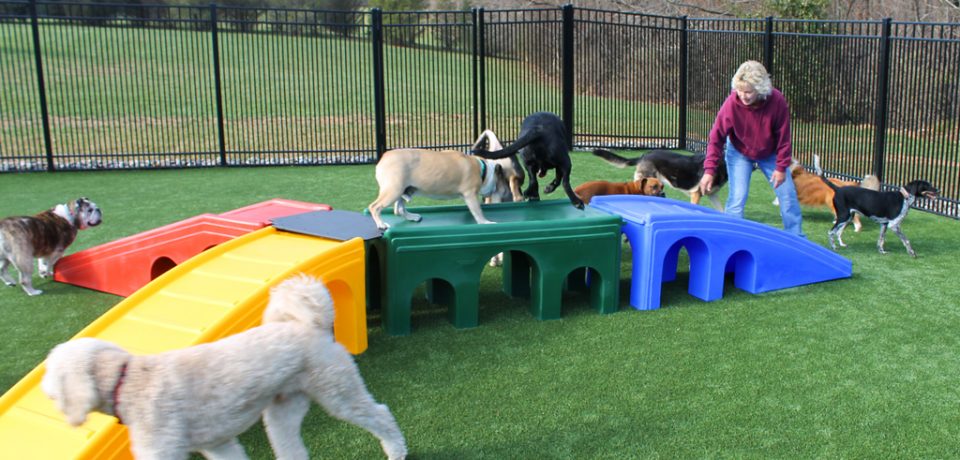 The Best Doggy Day Care And Its Advantages. 